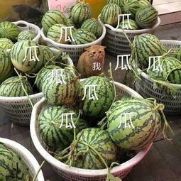 土豆娱乐吃瓜,揭秘娱乐圈吃瓜群众背后的故事